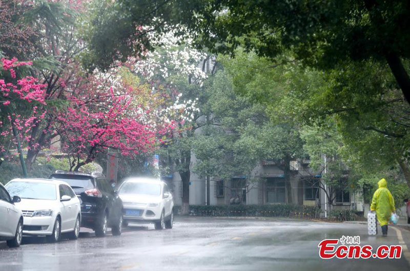 Hubei : les fleurs de cerisier s'épanouissent à l'Université de Wuhan