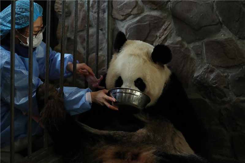 Les premiers pandas jumeaux de 2020 sont nés