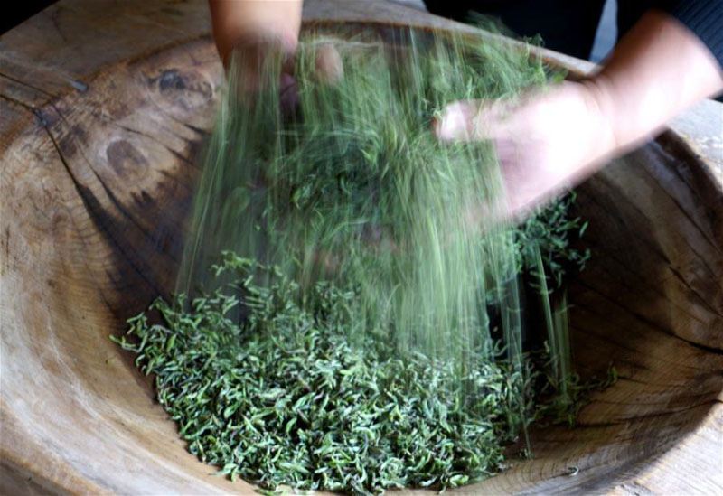 L'heure de la récolte est arrivée pour le thé noir de Wuyishan