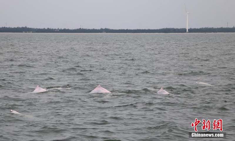 Des dauphins blancs de Chine vus dans la baie de Leizhou dans le Guangdong