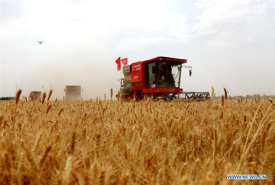 Chine: récolte du blé au Hebei