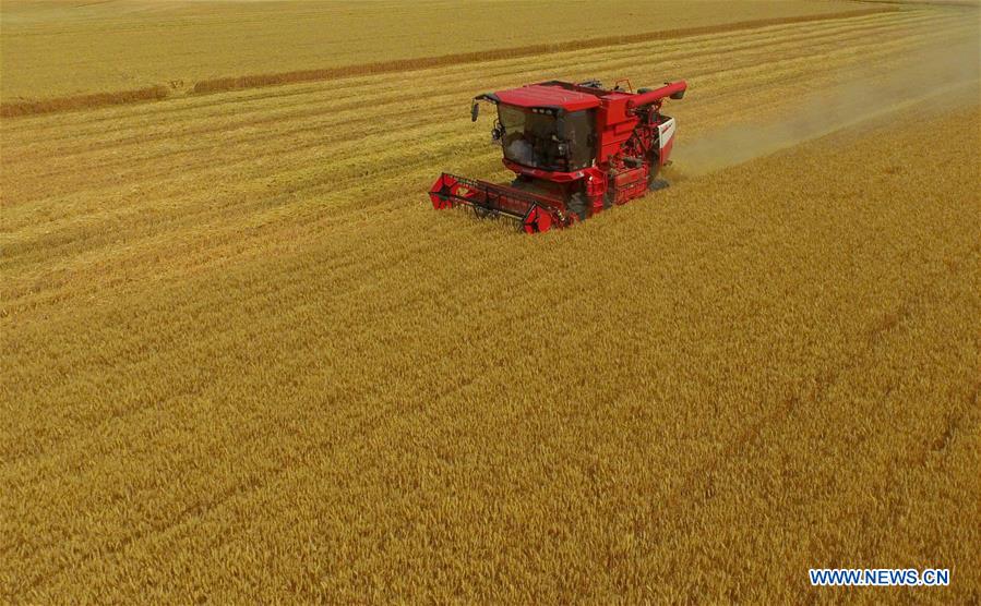 Récolte du blé dans le nord de la Chine