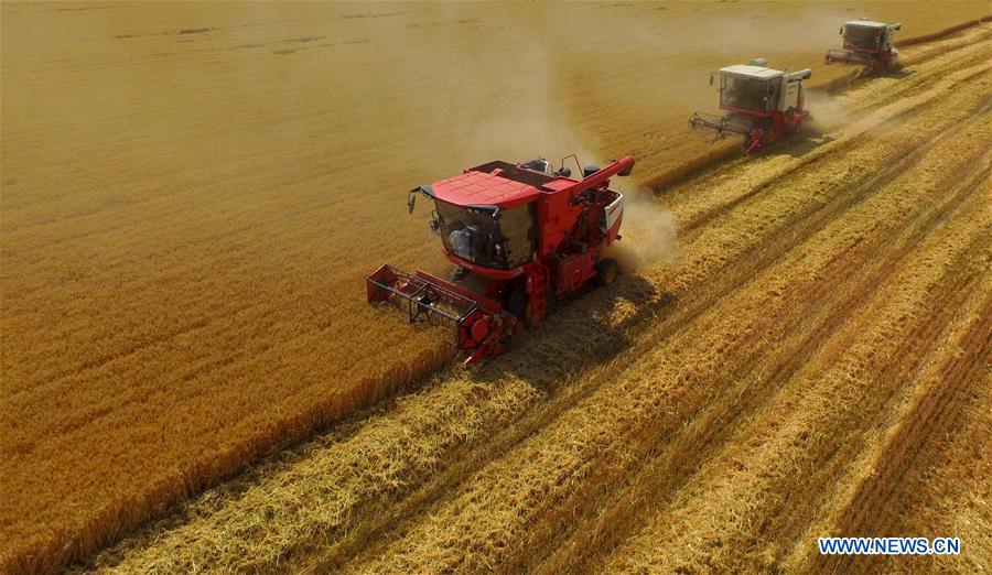 Récolte du blé dans le nord de la Chine