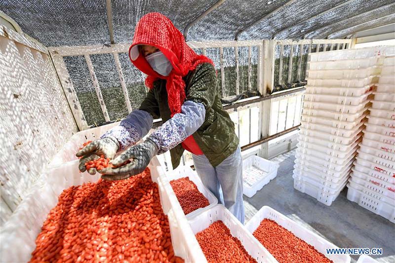 Les travaux de récolte à grande échelle commencent à travers la Chine