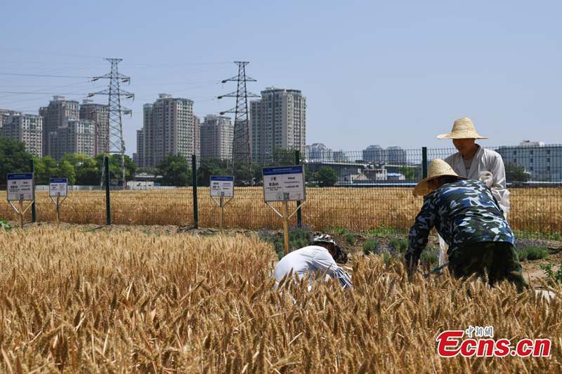 En images : l'heure de la récolte sur les « terres agricoles les plus luxueuses » du centre-ville de Beijing