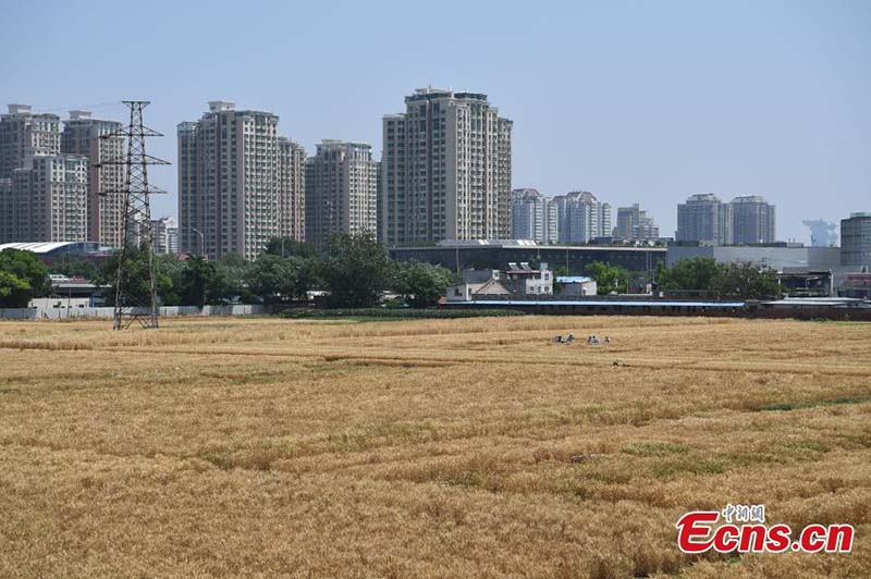 En images : l'heure de la récolte sur les « terres agricoles les plus luxueuses » du centre-ville de Beijing