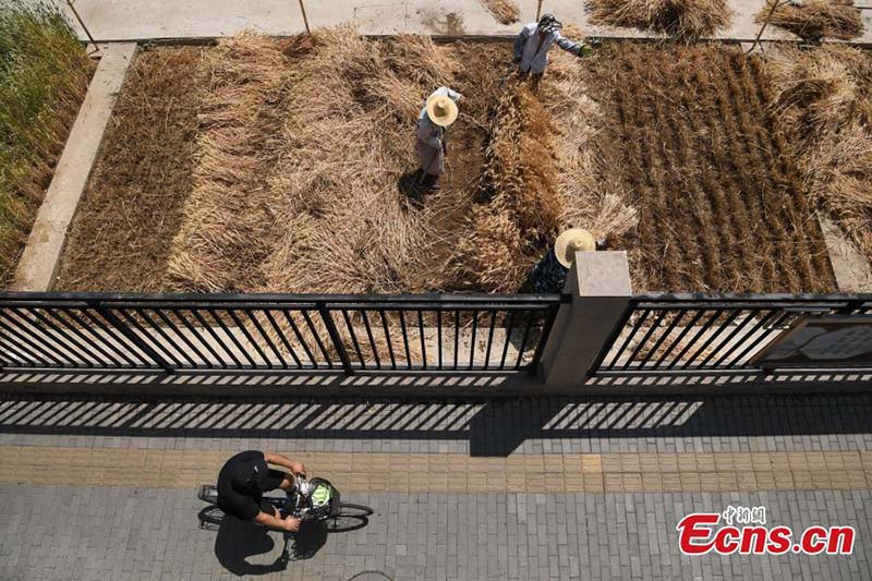 En images : l'heure de la récolte sur les « terres agricoles les plus luxueuses » du centre-ville de Beijing