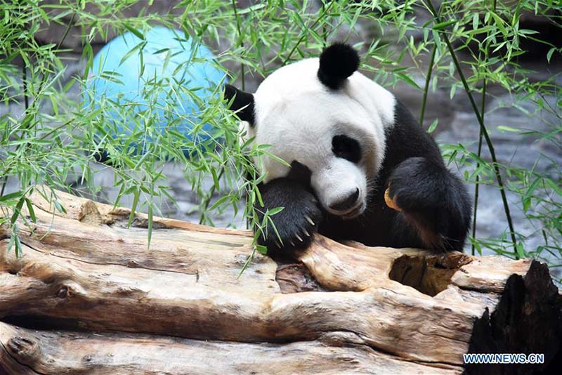 Face à la hausse des températures, le zoo de Jinan prépare une salle climatisée pour son panda géant