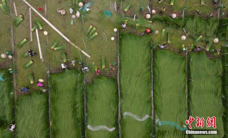 La récolte des joncs à tapis dans la province du Sichuan 