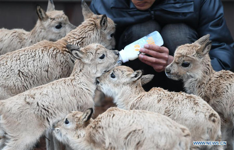 Des bébés antilopes du Tibet secourus au poste de protection du lac Zhuonai dans le Qinghai 