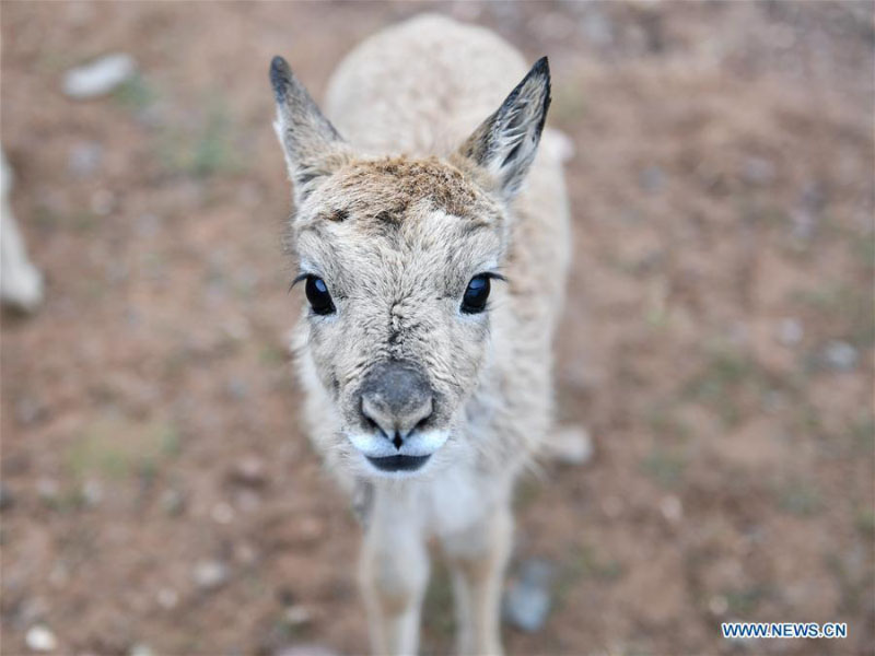 Des bébés antilopes du Tibet secourus au poste de protection du lac Zhuonai dans le Qinghai 