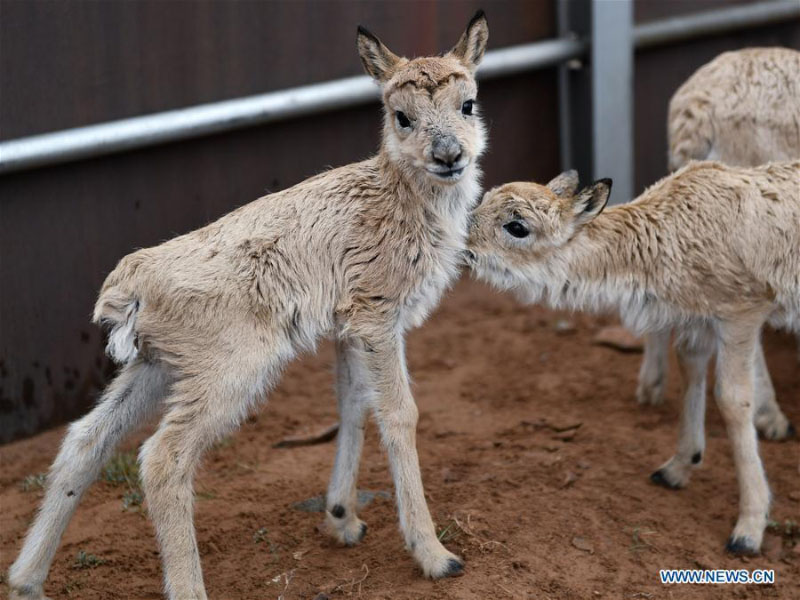 Des bébés antilopes du Tibet secourus au poste de protection du lac Zhuonai dans le Qinghai 