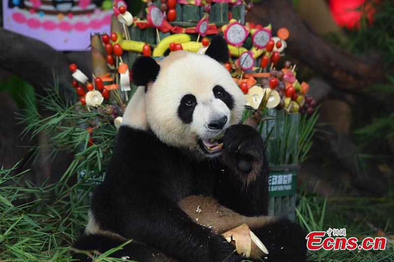 Les seuls triplés de panda survivants au monde célèbrent leur 6e anniversaire 