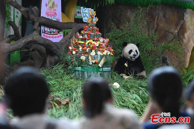 Les seuls triplés de panda survivants au monde célèbrent leur 6e anniversaire 