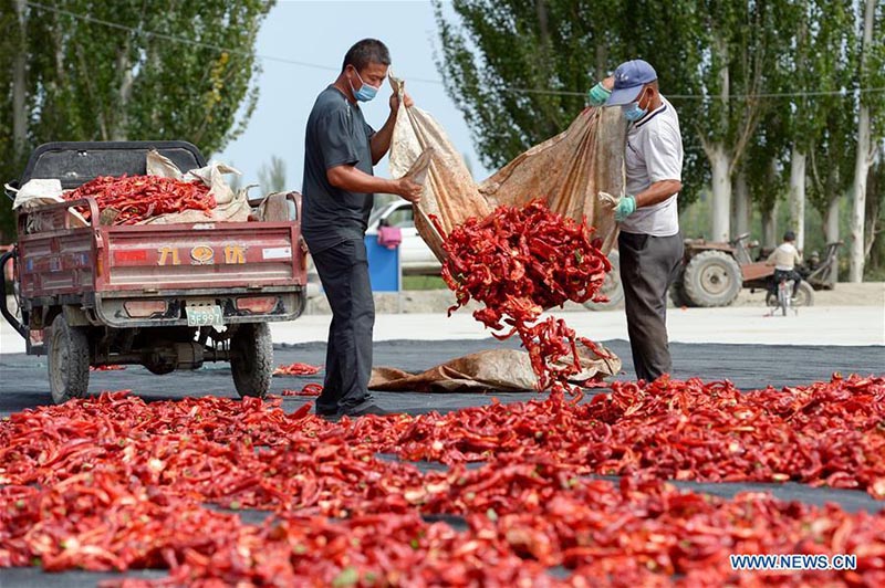 Les agriculteurs récoltent des piments au Xinjiang