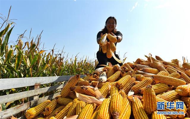 La Chine célèbre des récoltes exceptionnelles durement gagnées avec un festival national