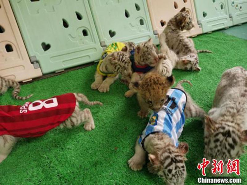 Un zoo de Changzhou organise un match de football entre tigres blancs