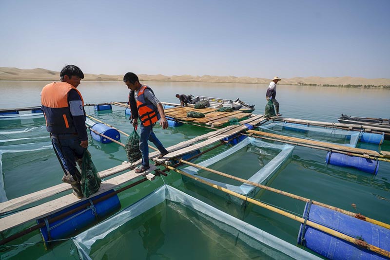 Un attrapeur de crabes habile du Xinjiang, dans le nord-ouest de la Chine