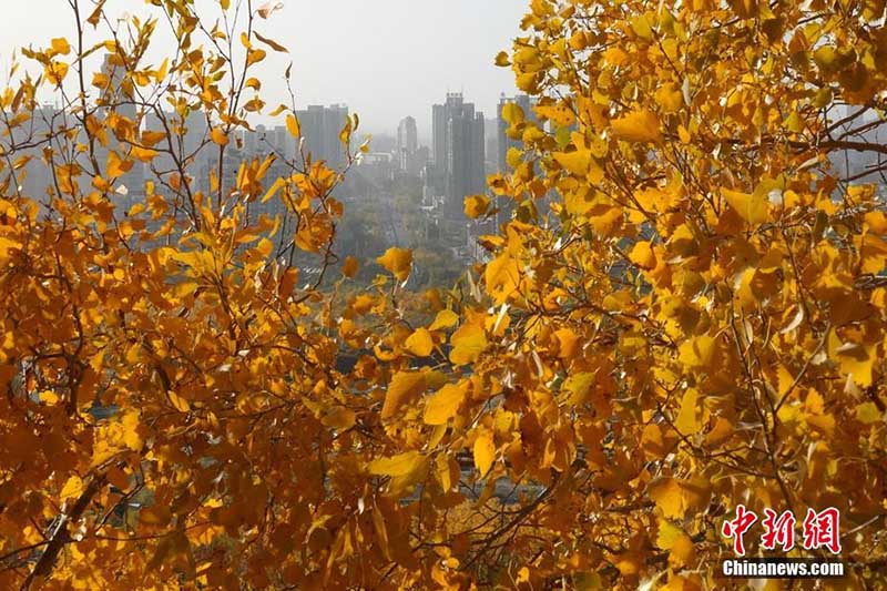 À Korla dans le Xinjiang, les montagnes teintées par l'automne offrent un paysage charmant