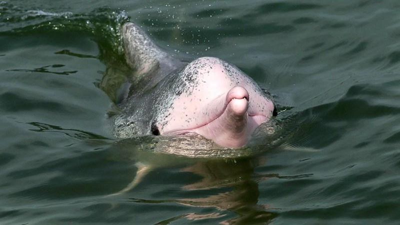 Les dauphins blancs du sud de la Chine, une espèce en danger