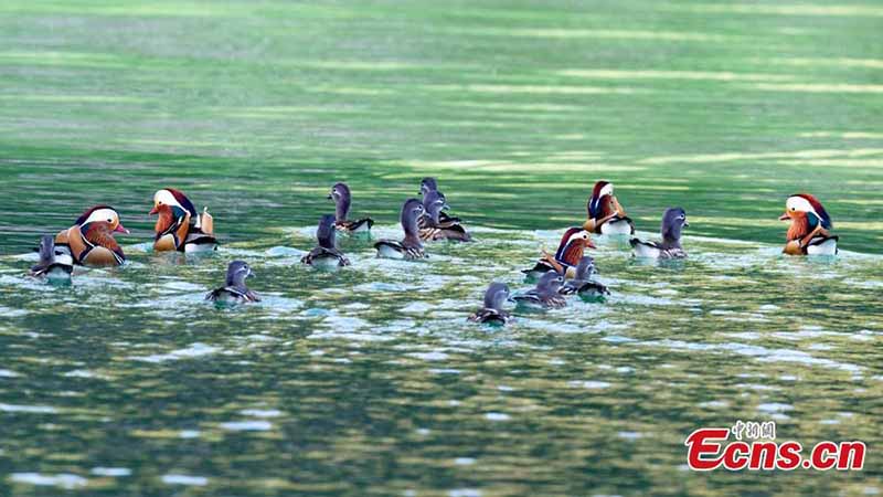 Plus de 1 000 canards mandarins migrent vers la rivière Zhanghe pour l'hiver