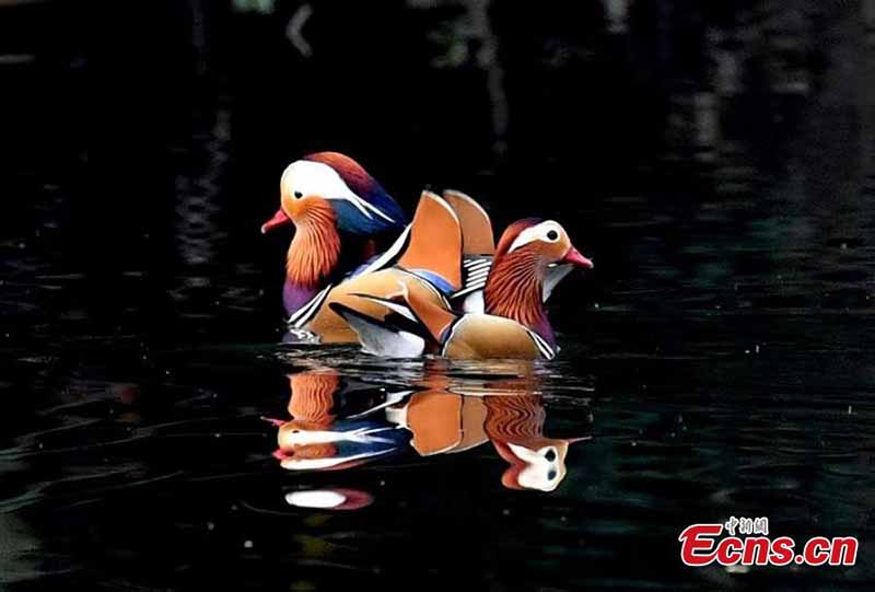 Plus de 1 000 canards mandarins migrent vers la rivière Zhanghe pour l'hiver