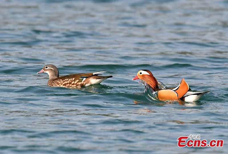 Plus de 1 000 canards mandarins migrent vers la rivière Zhanghe pour l'hiver