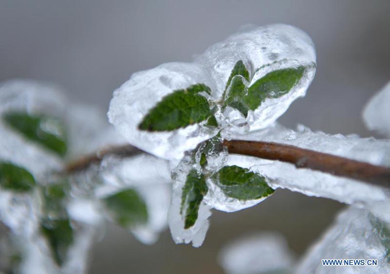 En photos: des plantes couvertes de glace dans le Hubei