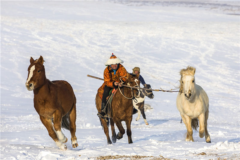 En Mongolie intérieure, l'exercice de cerclage des chevaux garde les animaux en forme