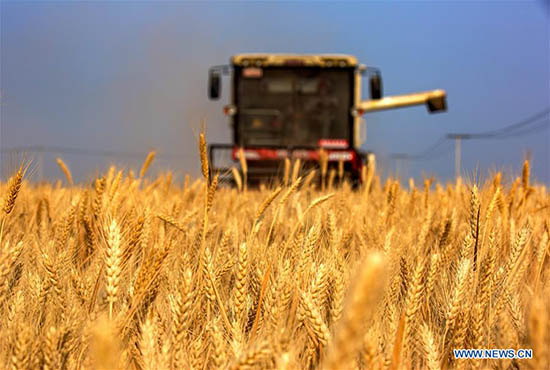 La province du Henan annonce une récolte de céréales exceptionnelle