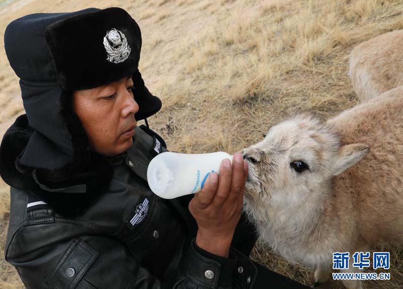 Une « maternelle » pour les antilopes du Tibet à Kekexili, dans la province du Qinghai