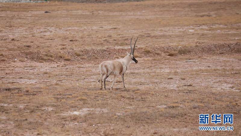 Une « maternelle » pour les antilopes du Tibet à Kekexili, dans la province du Qinghai