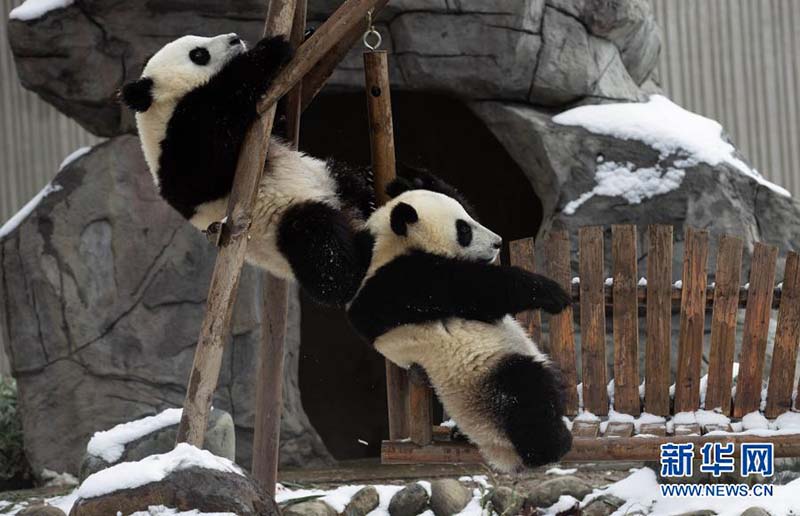 Les pandas jouent avec de la neige