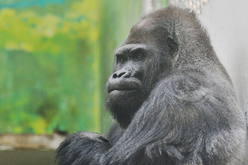 Mort à 44 ans du plus vieux gorille de Chine au zoo de Jinan