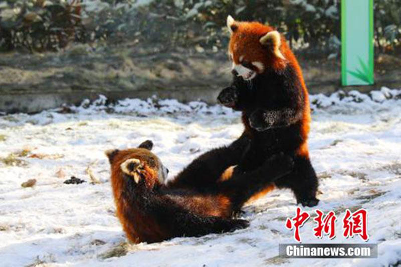 Des pandas rouges adorables s'ébattent dans le zoo de Yancheng
