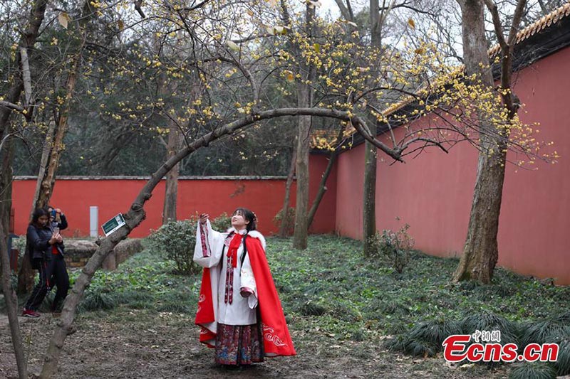 Les chimonanthes fleurissent dans un site pittoresque de Nanjing