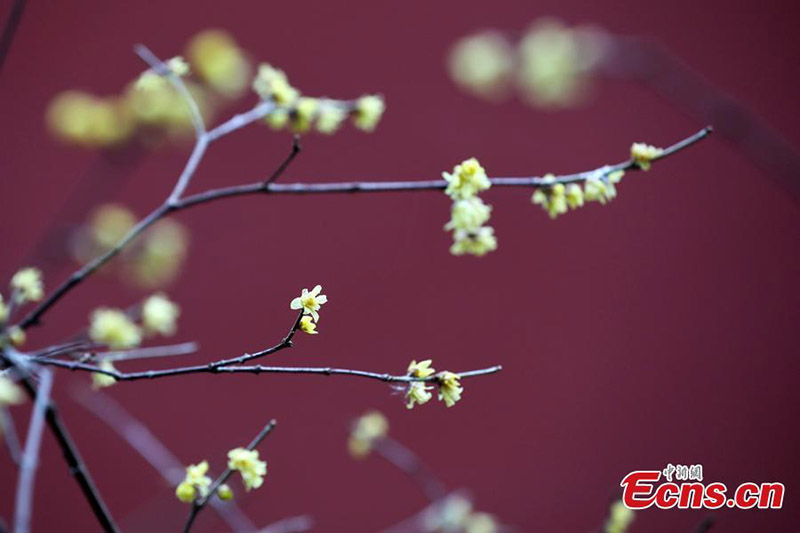 Les chimonanthes fleurissent dans un site pittoresque de Nanjing