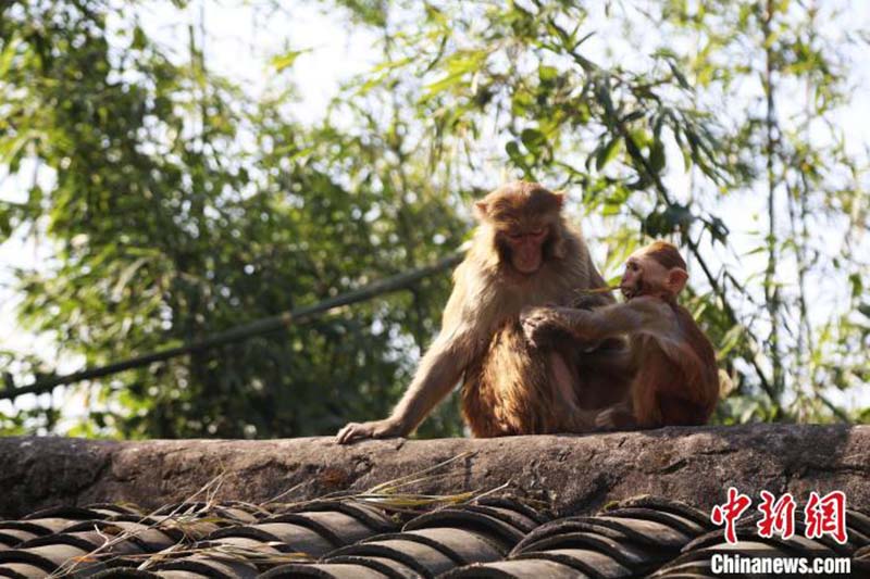 Des macaques sauvages profitent d'un bain de soleil à Chongqing