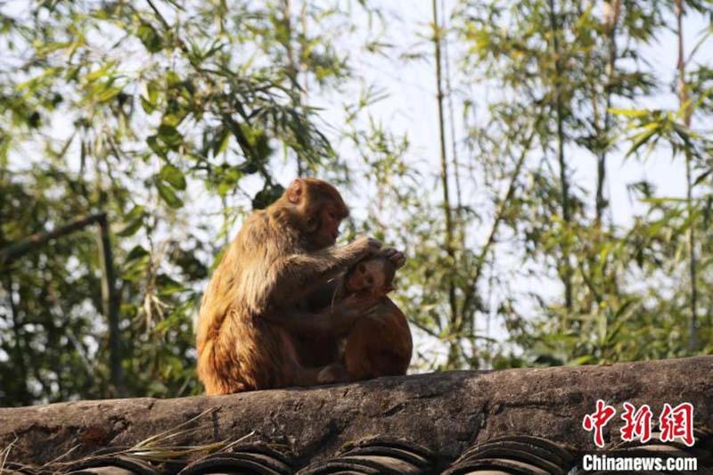 Des macaques sauvages profitent d'un bain de soleil à Chongqing