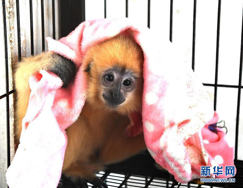 Le zoo de Nanning aide ses animaux à résister au froid en hiver