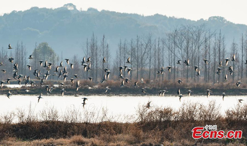Les oiseaux migrateurs hivernent dans la province du Jiangxi