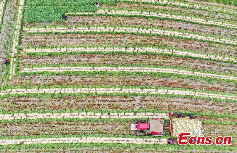 Une récolte exceptionnelle dans une grande base végétale dans la province du Sichuan