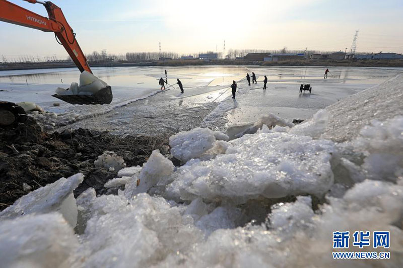 Hebei : les agriculteurs collectent de la glace pour les bateaux de pêche