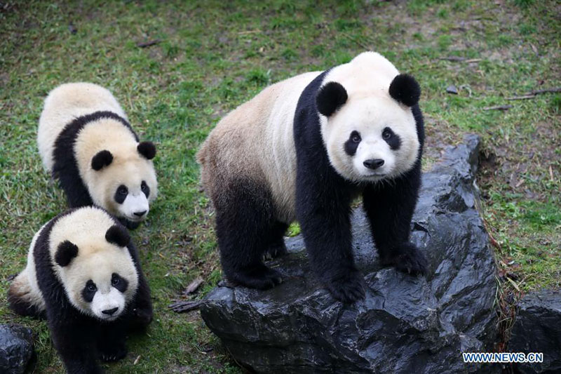 Le parc animalier de Pairi Daiza de Brugelette, en Belgique, compte cinq pandas géants