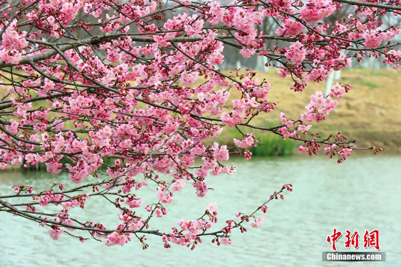 Le public admire des cerisiers en fleurs à Zhijiang, dans la province du Hubei