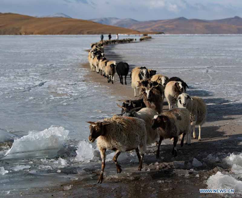 La migration annuelle des moutons du village de Dowa, au Tibet