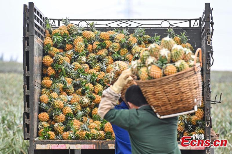 Les ananas commencent à se récolter au Guangdong