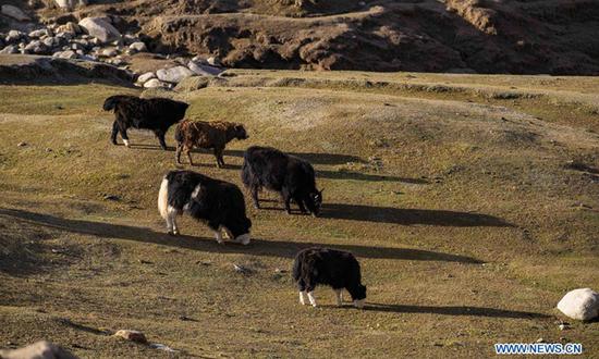 Les bergers du Xinjiang utilisent le système de positionnement BeiDou pour « faire paître à distance » leur bétail et leurs chameaux
