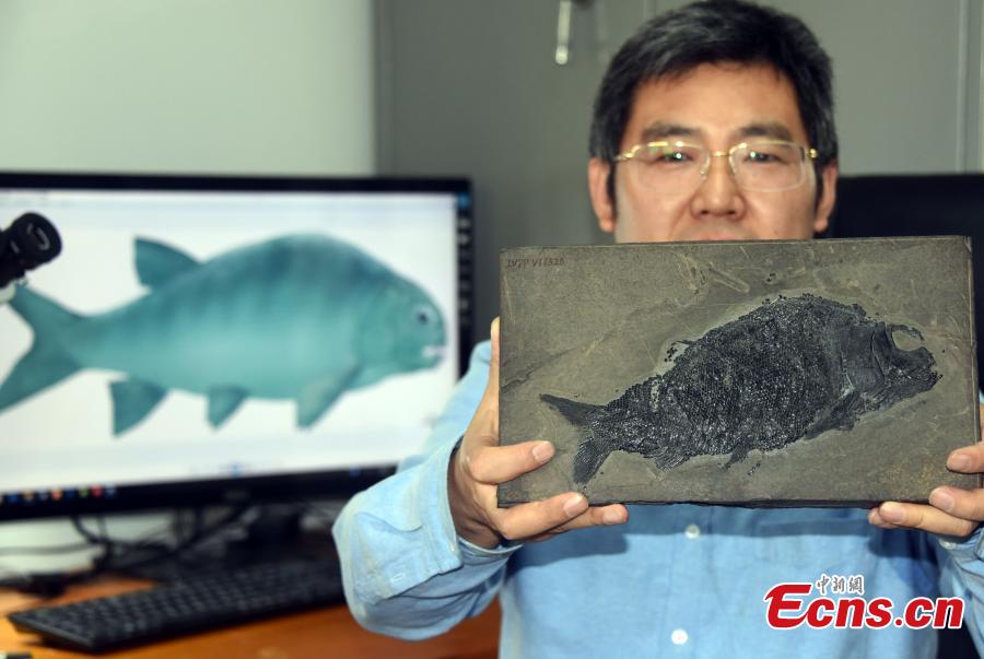 Poisson Fossile RéEl de Liaoning Occidental Chine Il Y A 150 Millions D'Anné kl 