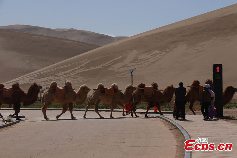 Un feu de circulation pour les chameaux mis en service dans le Gansu